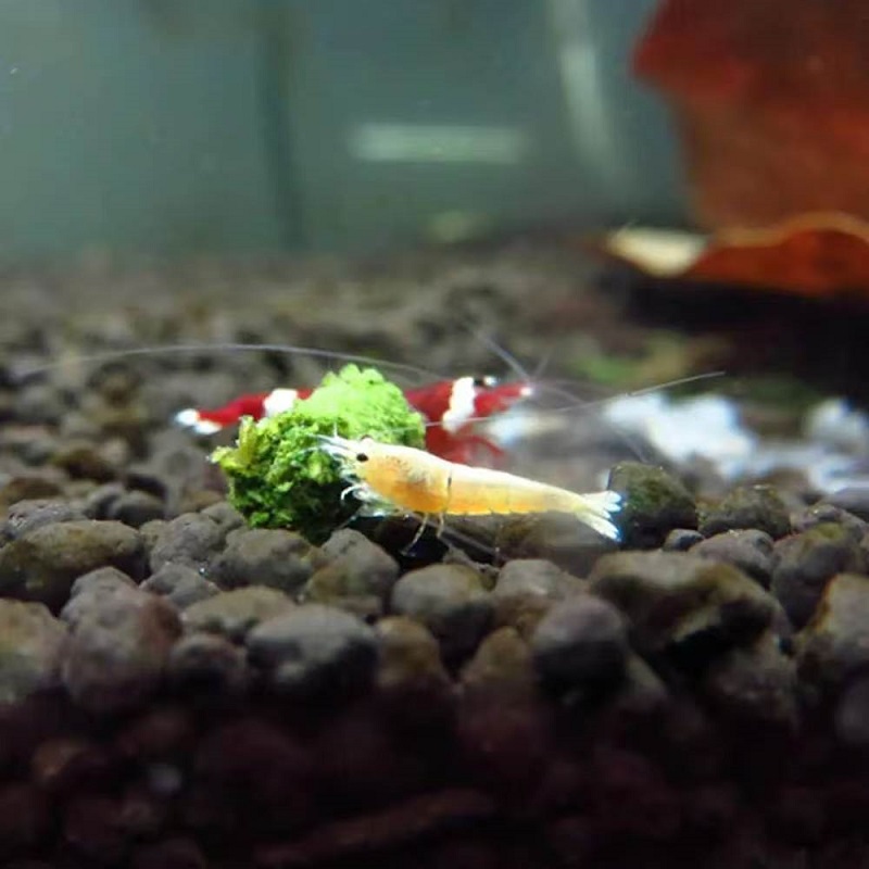 ほうれん草エビ餌 観賞用エビフード ほうれん草スティック 小 - Aquarium Fish Vitamin のレビューと価格