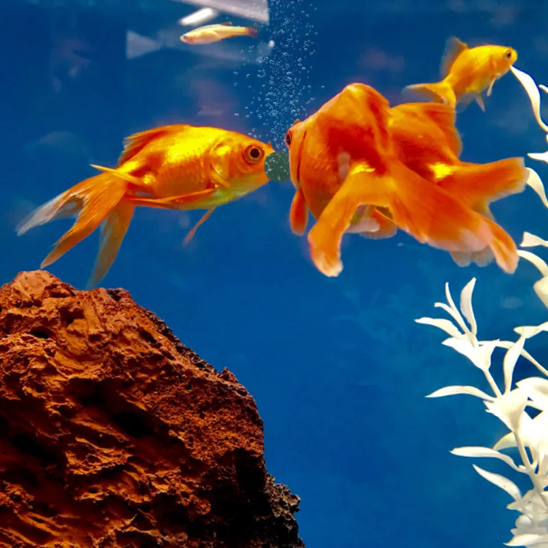 100 個高純度スピルリナ錠スパイラル海藻強化お気に入りのペ - Aquarium Fish Vitamin のレビューと価格