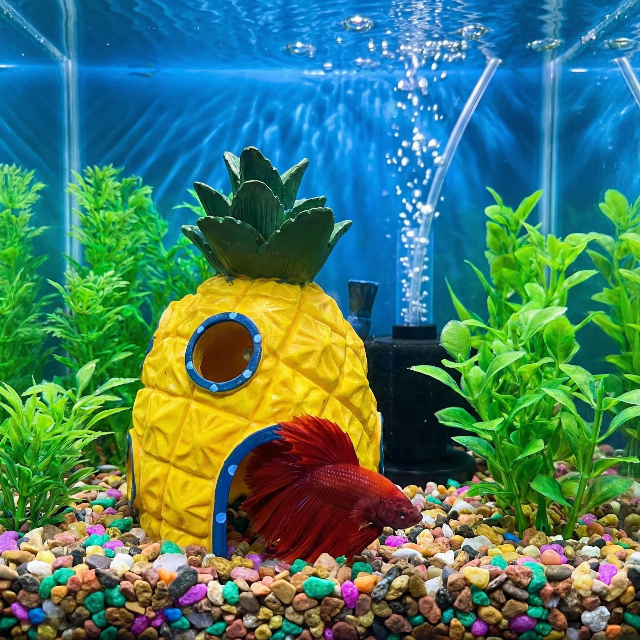 パイナップルハウス水族館装飾、エコフレンドリーな樹脂製ベタエ - Aquarium Fish Games のレビューと価格